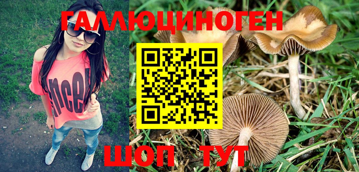 Псилоцибиновые грибы Cubensis  Вход с VPN  Майкоп  Псилоцибиновые грибы Cubensis 